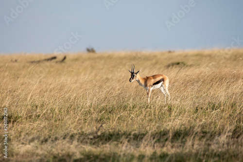 A female Thompson gazelle grazing in the grasslands of masai Mara National reserve during a wildlife safari