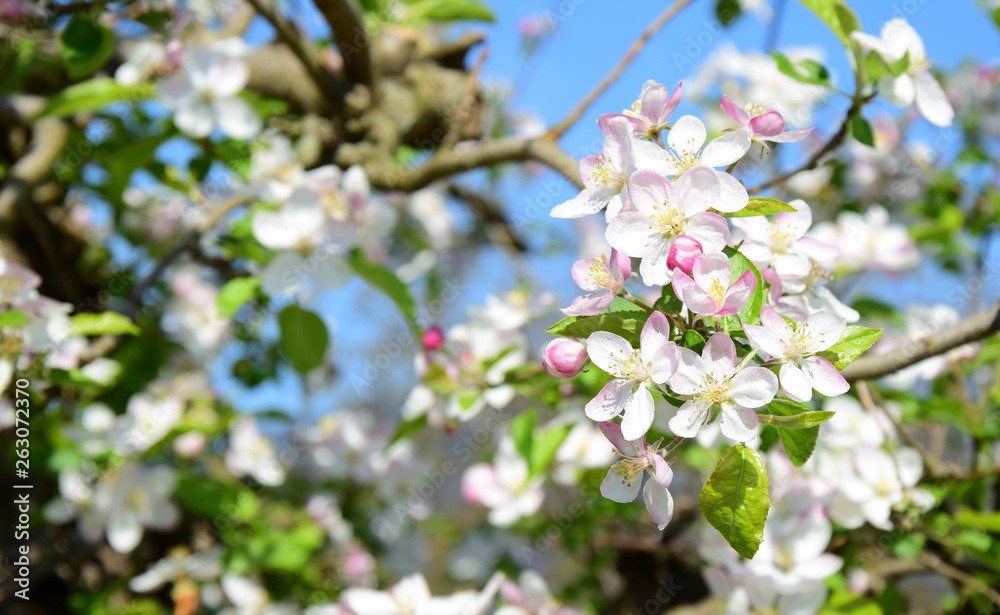 Apfelbaum Blüte - Blütezeit in Südtirol Apfelbaum Blüte - Blütezeit in Südtirol