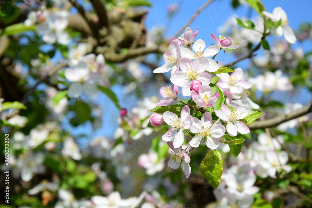 Apfelbaum - Blüte in Südtirol Apfelbaum - Blüte in Südtirol