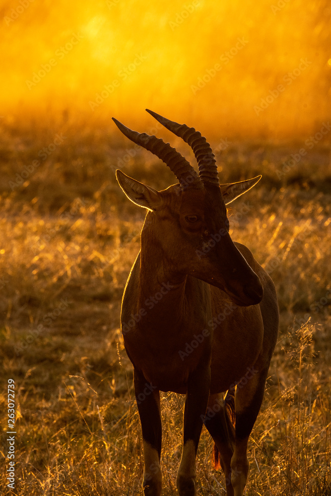 Silhouette of African Topi grazing in the plains of Africa inside Masai Mara National Reserve during a wildlife safari Silhouette of African Topi grazing in the plains of Africa inside Masai Mara National Reserve during a wildlife safari