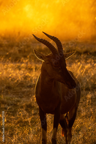 Silhouette of African Topi grazing in the plains of Africa inside Masai Mara National Reserve during a wildlife safari © Chaithanya