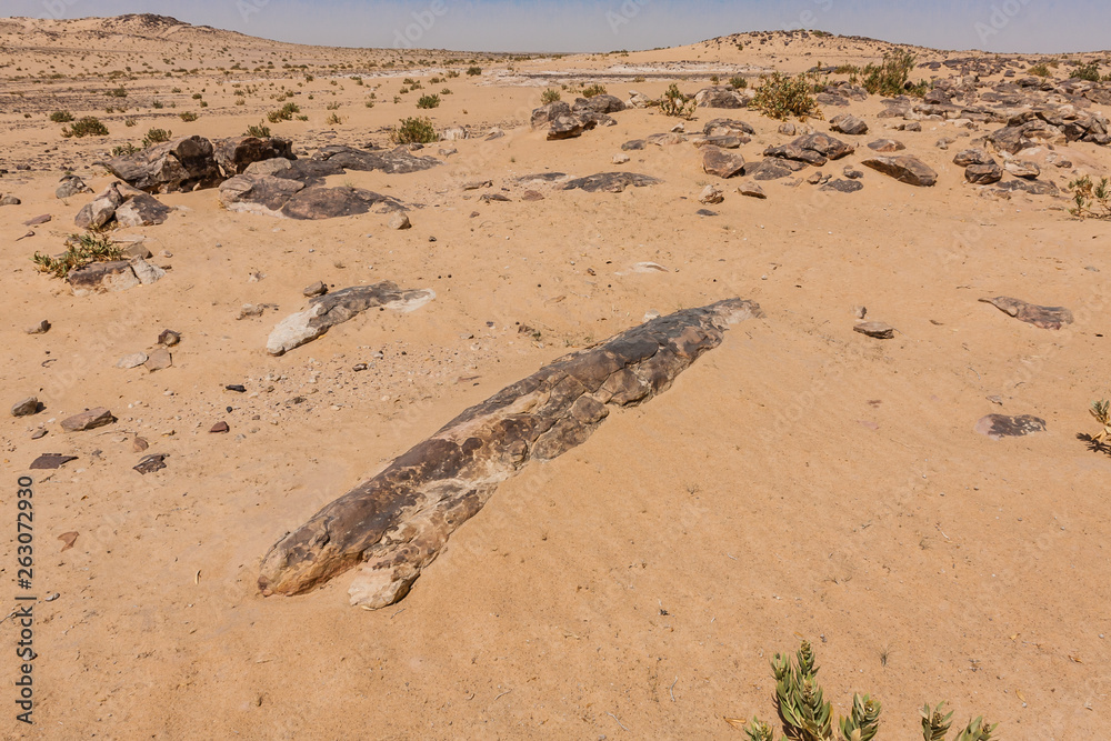 Petrified logs in the desert south of Riyadh Petrified logs in the desert south of Riyadh