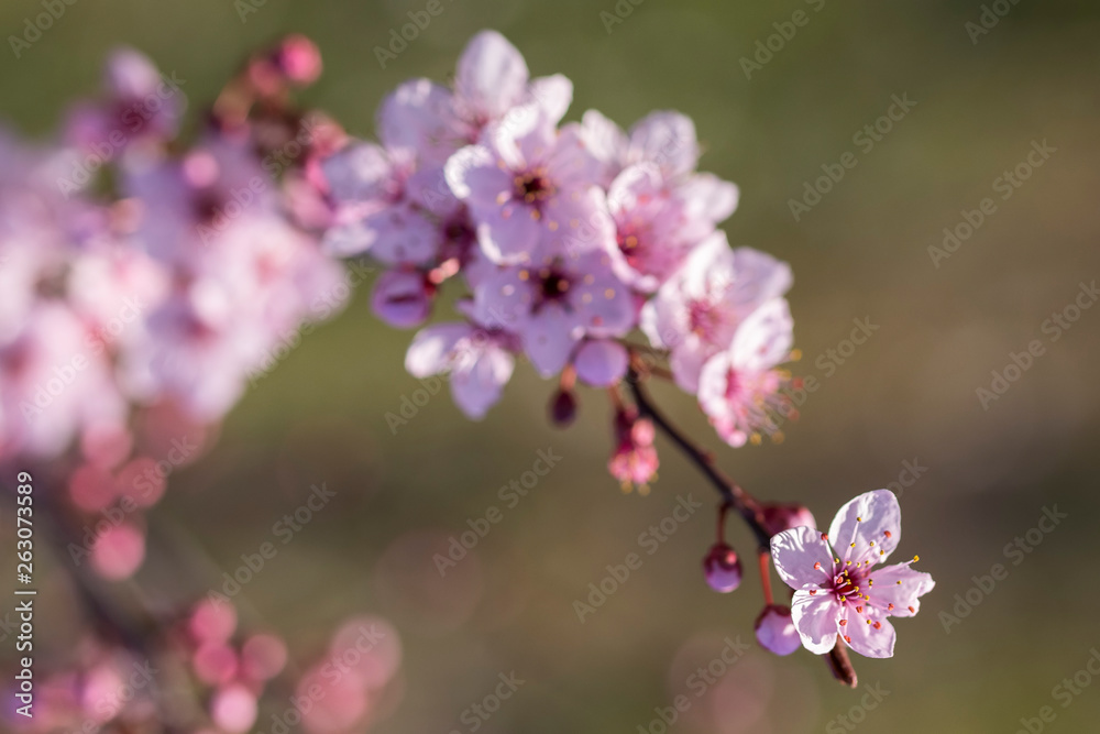 Flores de ciruelo japones en primavera Flores de ciruelo japones en primavera