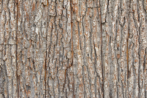 Wallpaper Mural Brown wooden tree bark plank texture background Torontodigital.ca