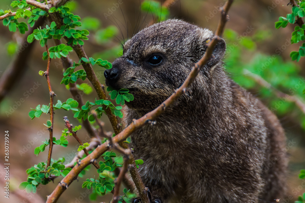 Naklejka premium Dassie in Namibia
