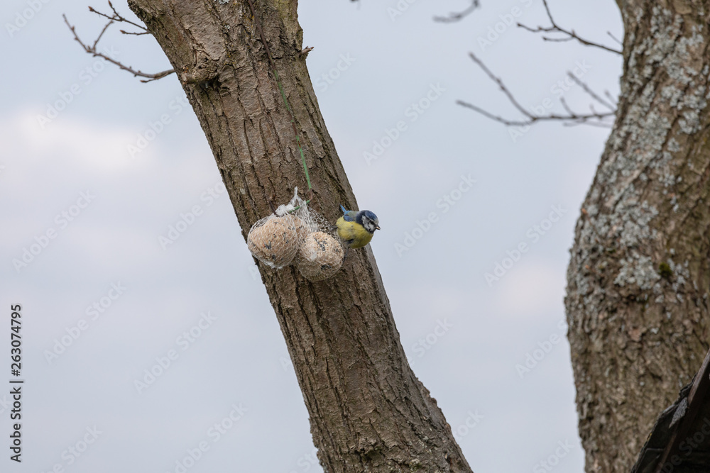 Blue tit ,Cyanistes caeruleus, Parus caeruleus, at the birdhaus in spring Blue tit ,Cyanistes caeruleus, Parus caeruleus, at the birdhaus in spring