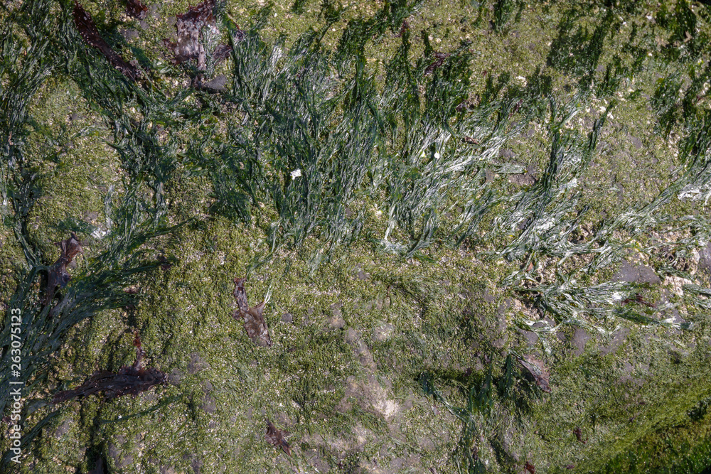 Rock texture background with lichen and seaweed. Rock texture background with lichen and seaweed.