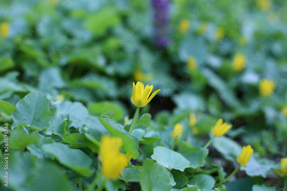 Medicinal spring buttercup flowers. Medicinal spring buttercup flowers.