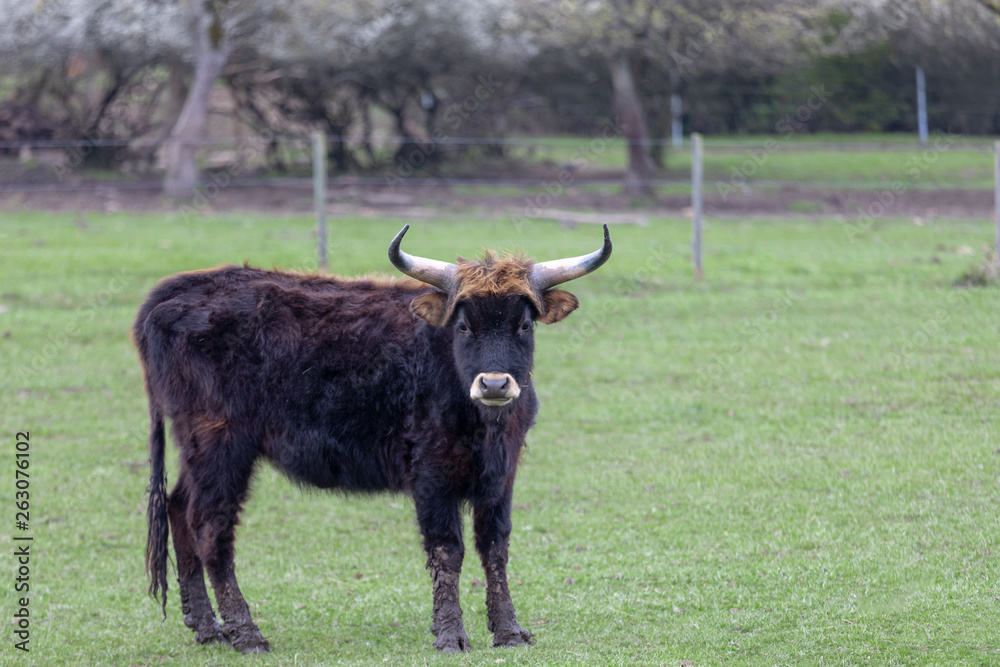 black scottish highlanders in spring meadow black scottish highlanders in spring meadow