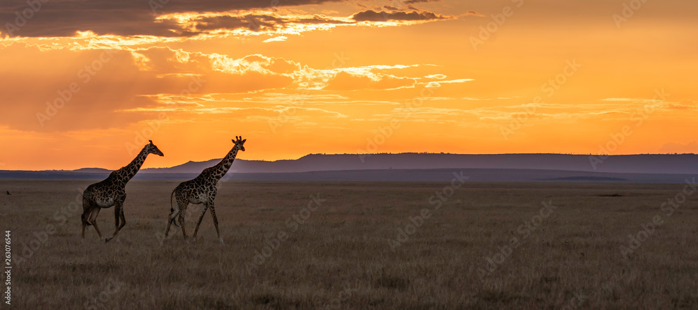 A masai Giraffe walking past the setting sun in the plains of Africa inside Masai Mara National reserve during a wildlife safari A masai Giraffe walking past the setting sun in the plains of Africa inside Masai Mara National reserve during a wildlife safari