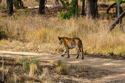 A tigress walking in the forests of central india inside Bandhavgrah tiger reserve during a wildlife safari