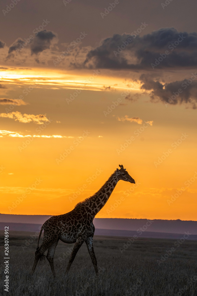 A masai Giraffe walking past the setting sun in the plains of Africa inside Masai Mara National reserve during a wildlife safari