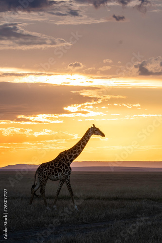 A masai Giraffe walking past the setting sun in the plains of Africa inside Masai Mara National reserve during a wildlife safari