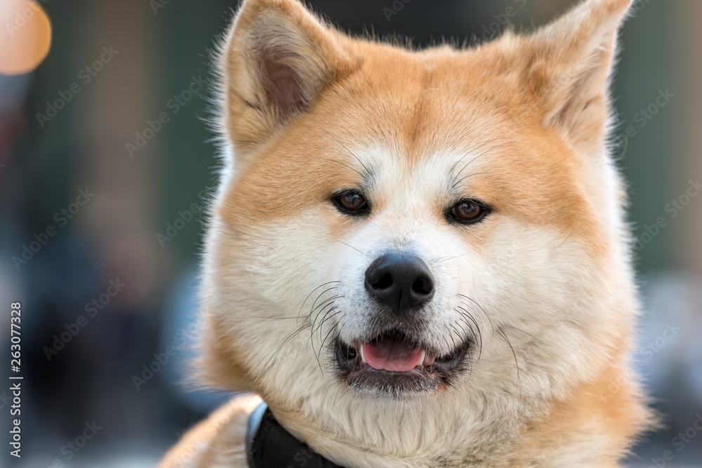 adorable akita dog