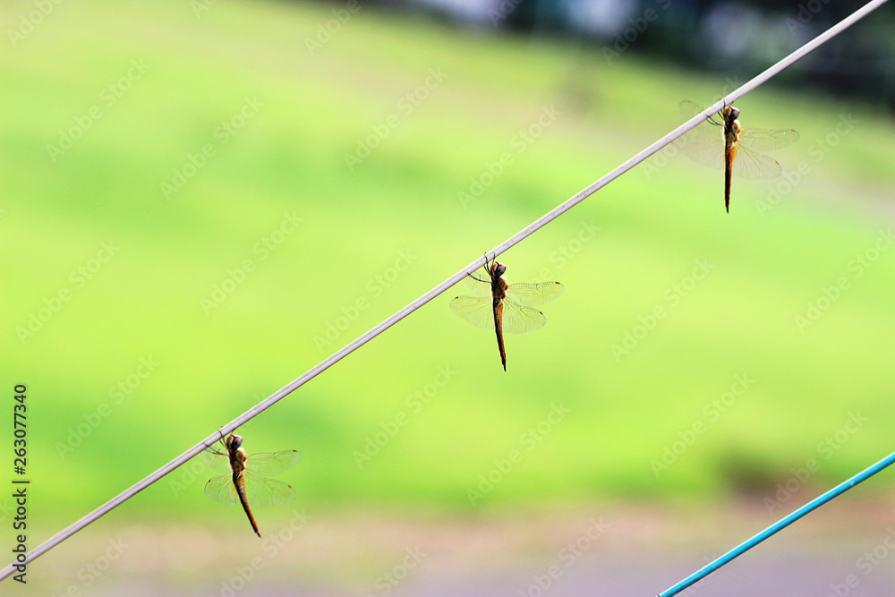 Three dragonfly of artistic expression on the wire Three dragonfly of artistic expression on the wire