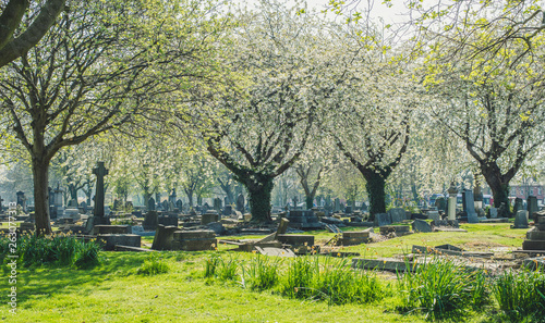 stary cmentarz wiosną