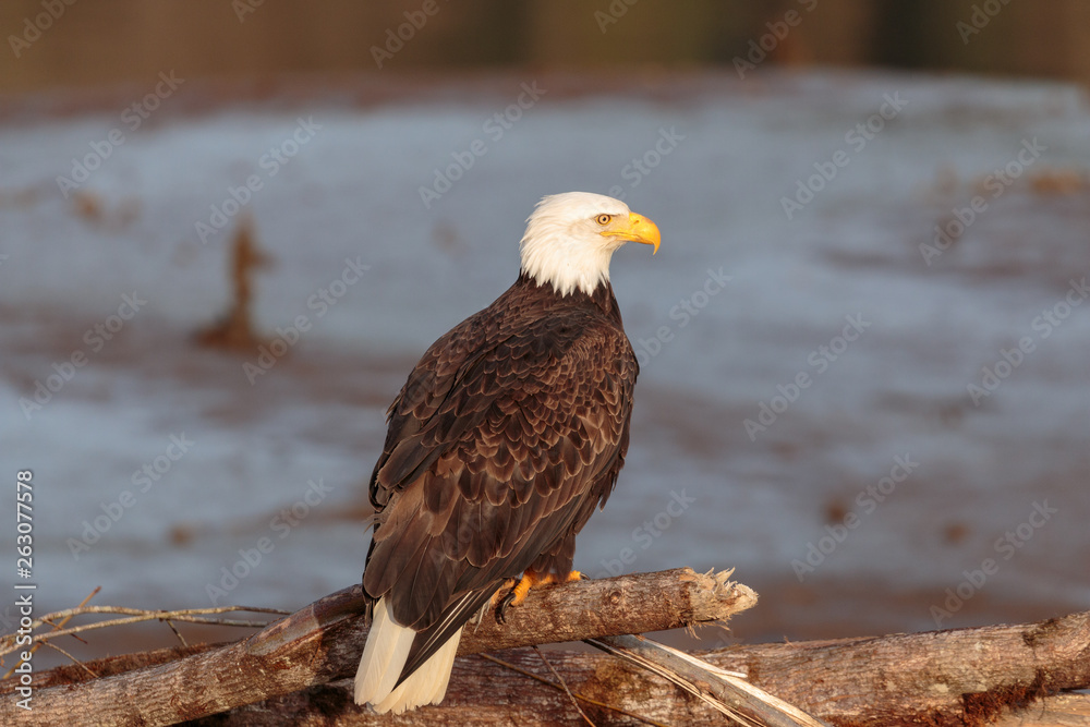 Fototapeta premium Perched American Bald Eagle