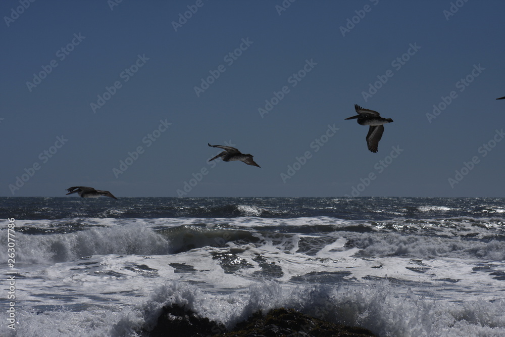 bird, sky, flying, seagull, flight, fly, blue, birds, animal, nature, gull, wings, sea, clouds, pelican, freedom, wildlife, soar, white, cloud, sunset, wing, beach, air, soaring
