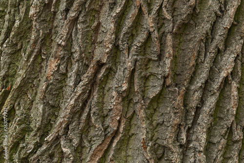 abstract natural background: close up of oak tree bark