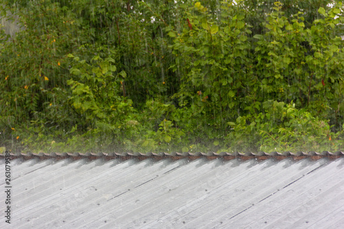 summer rain on the background of green foliage and small hail hitting the metal roof