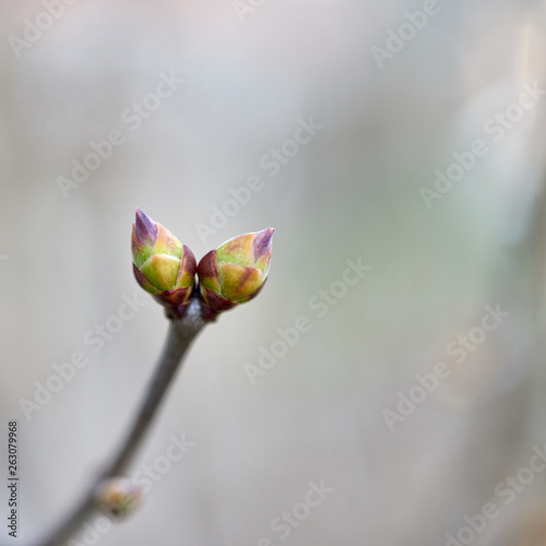 Buds on a tree at the springtime.