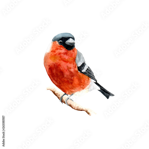 Photo The figure of a bullfinch on a branch.