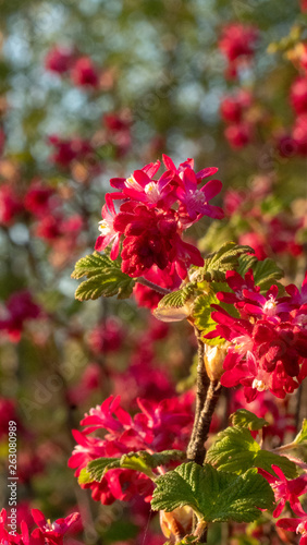 Blooming currant at the garden