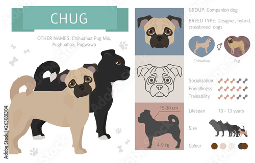 Designer, crossbreed, hybrid mix dogs collection isolated on white. Flat style clipart set