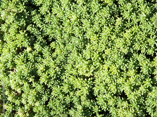 Green carpet texture. The beaitiful Green leaves