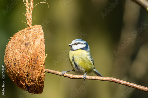 Blue Tit with Coconut Feeder.  Perched on a branch. Close up., blurred background.  Landscape, horizontal. Space for copy. © Anne Coatesy
