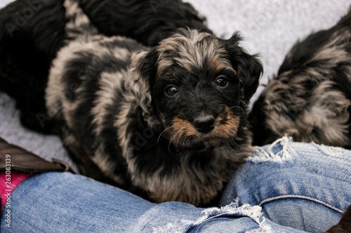Goldendoodle puppy 