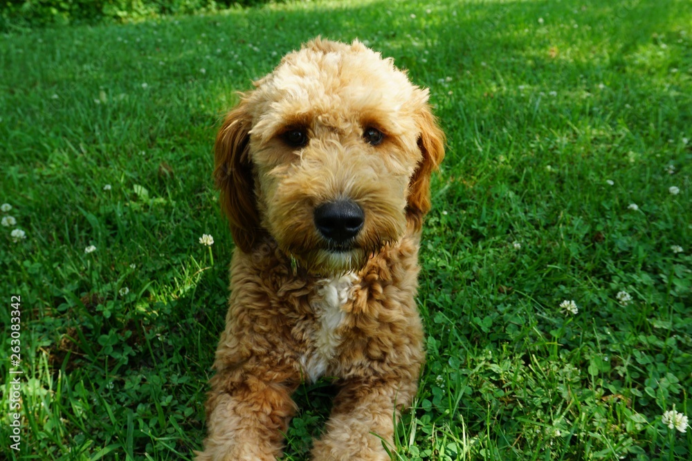Goldendoodle puppy 