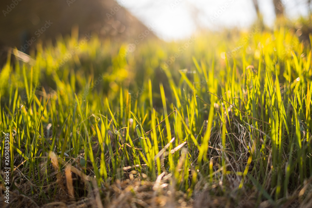 Green grass with sunshine isolated 