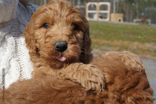 Goldendoodle puppy 