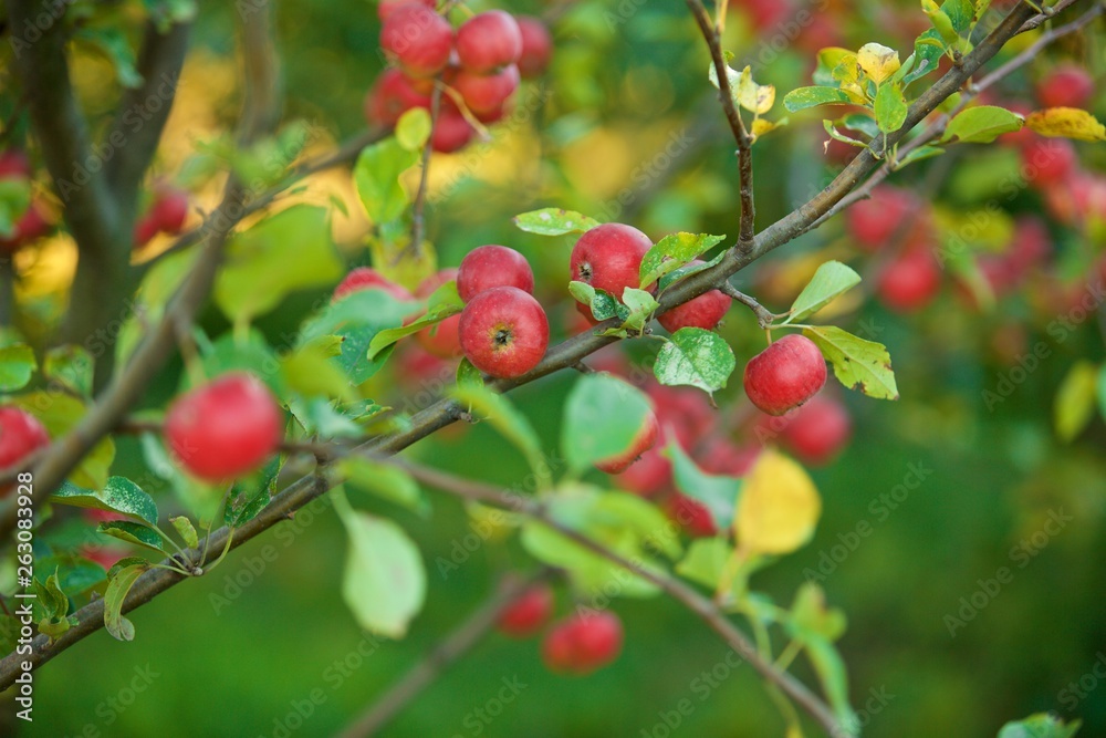 Apple tree with red apples