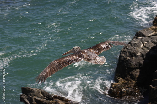 sea, water, ocean, beach, wave, waves, coast, rock, rocks, blue, nature, landscape, summer, coastline, surf, sky, bird, stone, shore, storm, whale © Beto