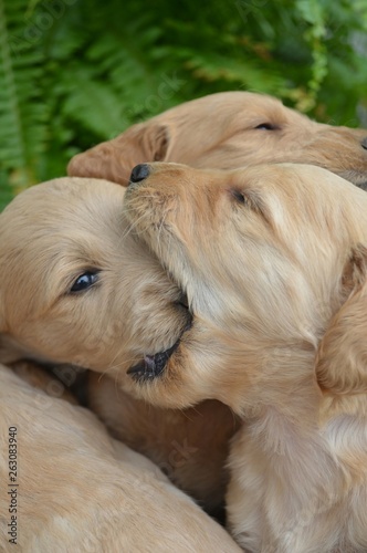 Goldendoodle puppy 