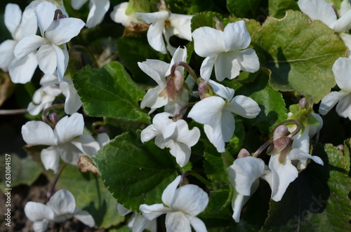 Białe fiołki kwitnące, Viola alba