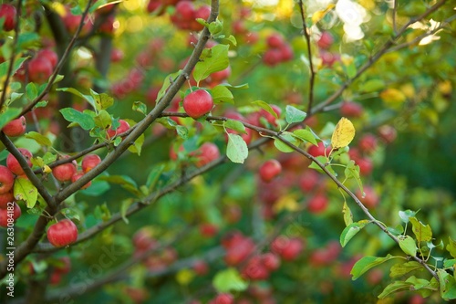 Apple tree with red apples