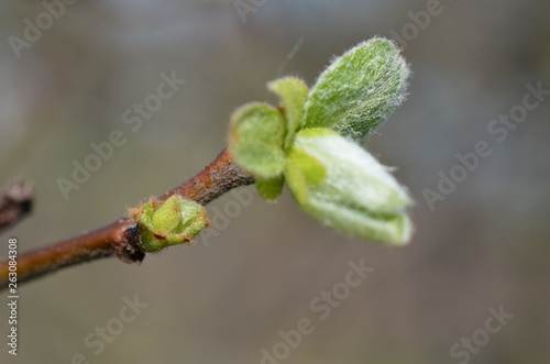 Nłode liście pigwy pospolitej wczesną wiosną, Cydonia oblonga