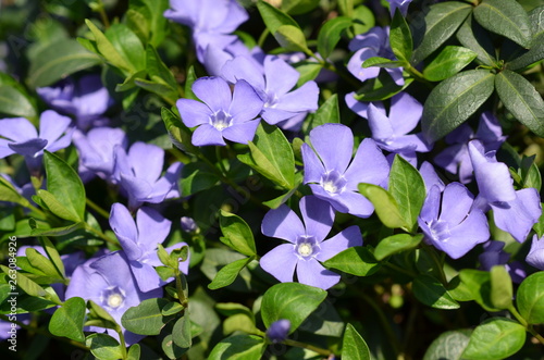 Barwinek pospolity,nienieskie kwiaty, Vinca minor photo