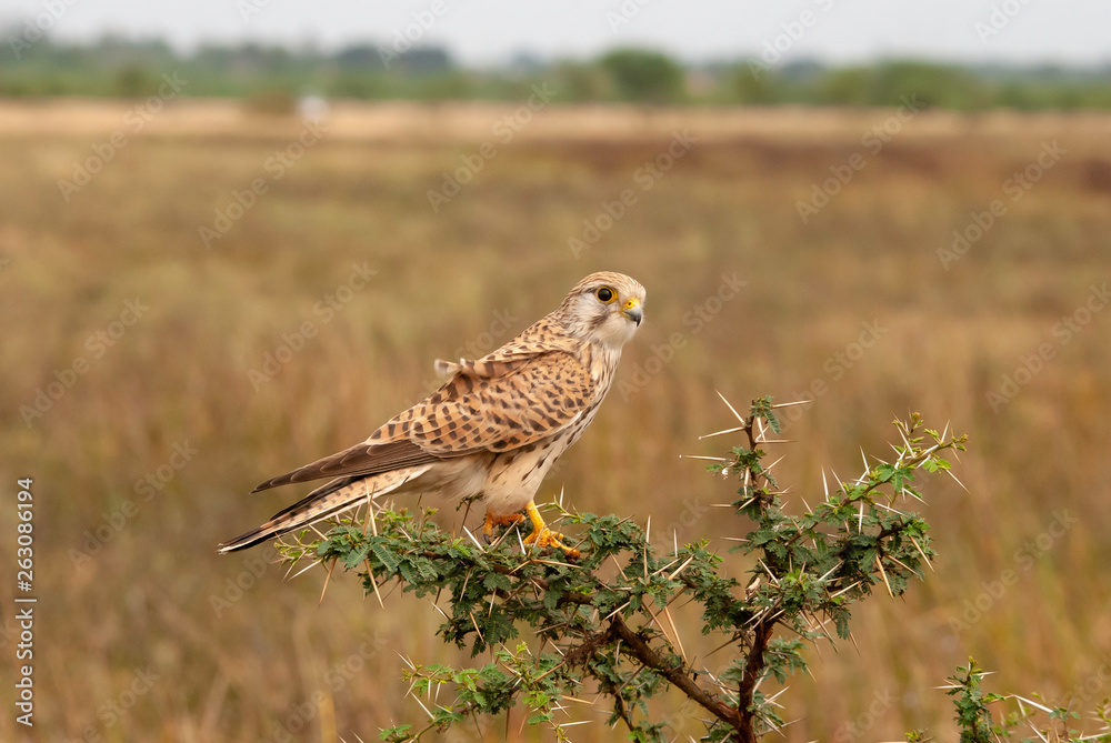 Fototapeta premium A common Kestrel female perched on a shrub inside the grasslands of Hesarghata in the outskirts of Bangalore