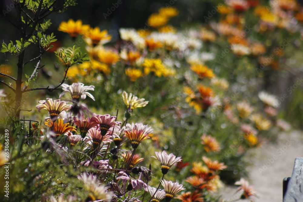 flower, nature, plant, flowers, garden, green, flora, yellow, orange, spring, summer, red, blossom, bloom, beautiful, tree, leaf, purple, wild, beauty, bright, pink, color, natural, closeup flower, nature, plant, flowers, garden, green, flora, yellow, orange, spring, summer, red, blossom, bloom, beautiful, tree, leaf, purple, wild, beauty, bright, pink, color, natural, closeup