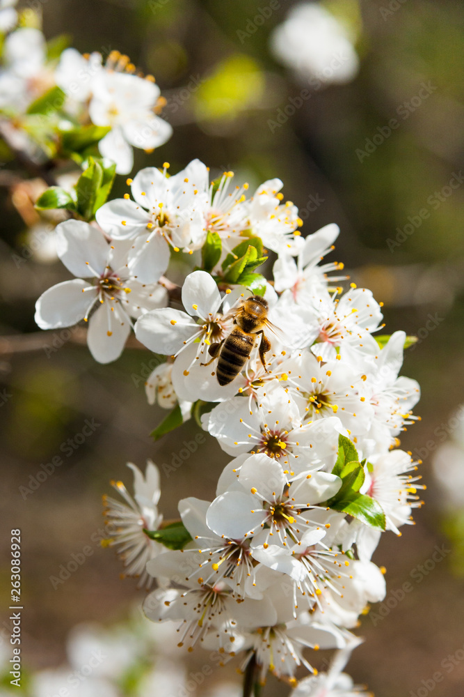 Kwitnące drzewo i pszczoła 