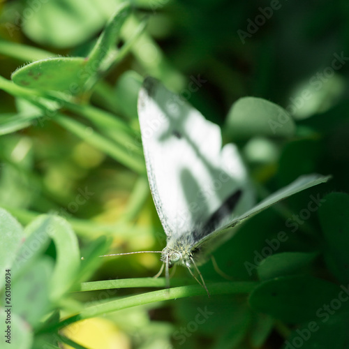 cabbage moth in the garden