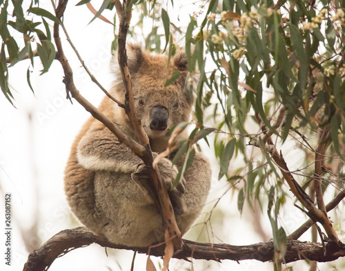 Photography Koala on Tree