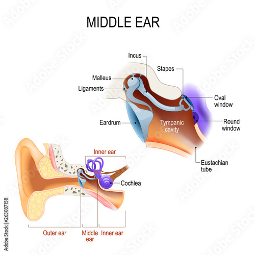 Middle ear. Three ossicles: malleus, incus, and stapes (hammer, anvil, and stirrup) photo