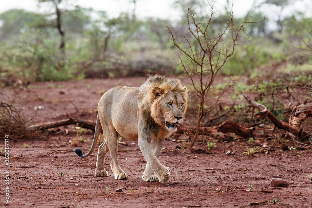 Naklejka premium Male lion in the early morning in Zimanga Game Reserve in the Mkuze Region in Kwa Zulu Natal in South Africa
