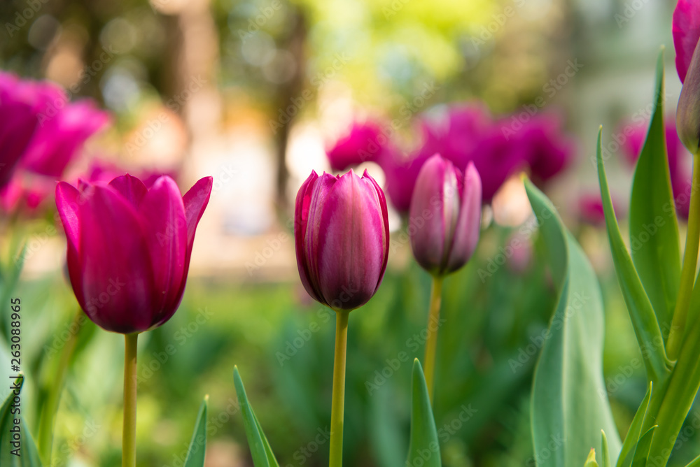 Obraz premium duże fioletowe kwiaty tulipanów, rodzaj kwiatów Tulipa