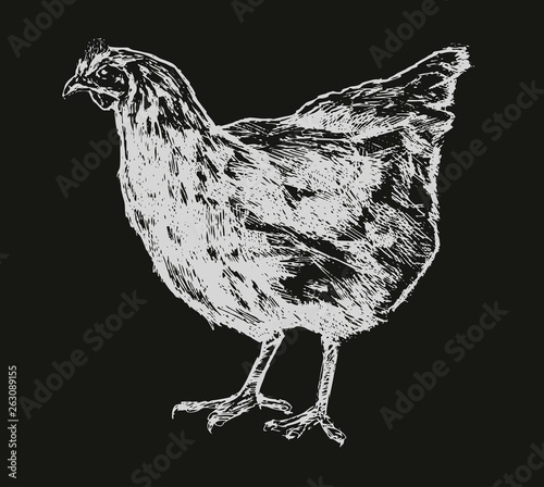 Chicken, hen sketch. Poultry farm concept. Drawn vintage vector illustration